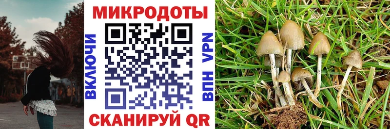 Галлюциногенные грибы Psilocybe  Магас 